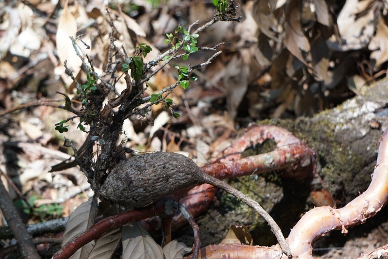 Agapetes mannii