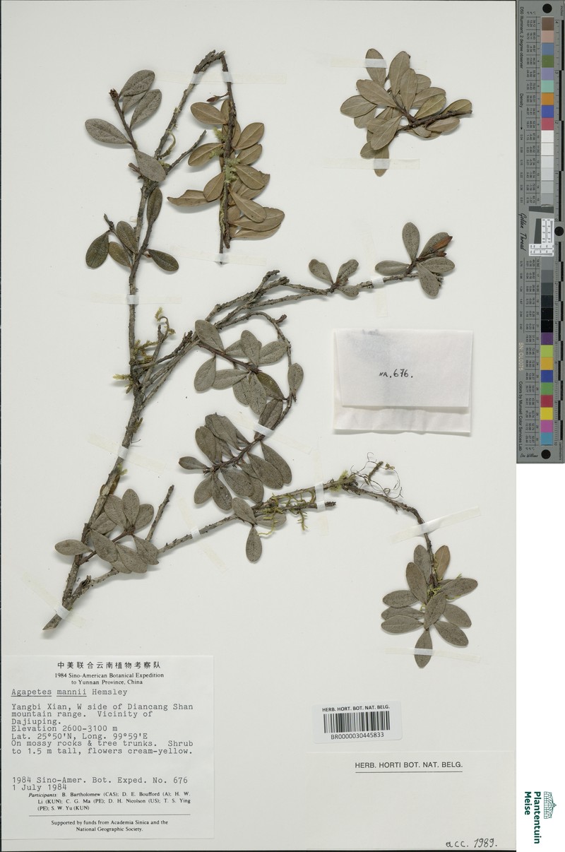 Agapetes mannii photo 3