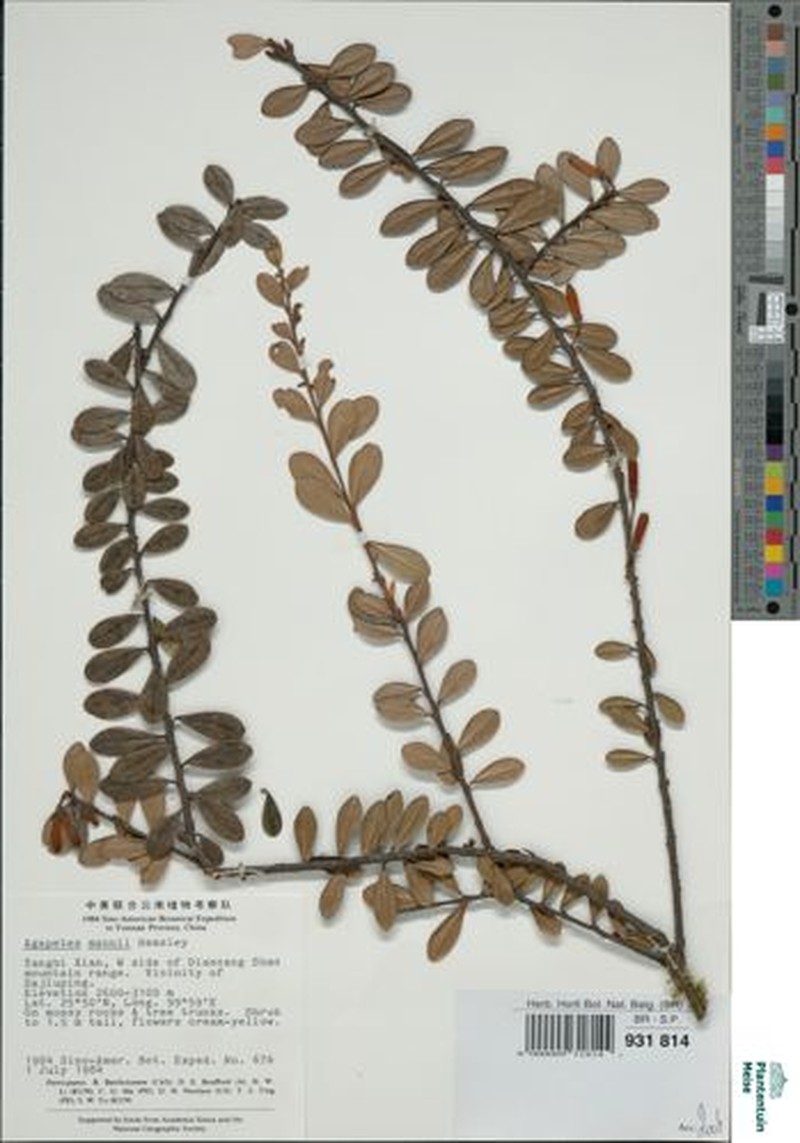 Agapetes mannii photo 5
