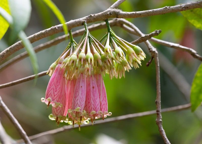 Agapetes megacarpa
