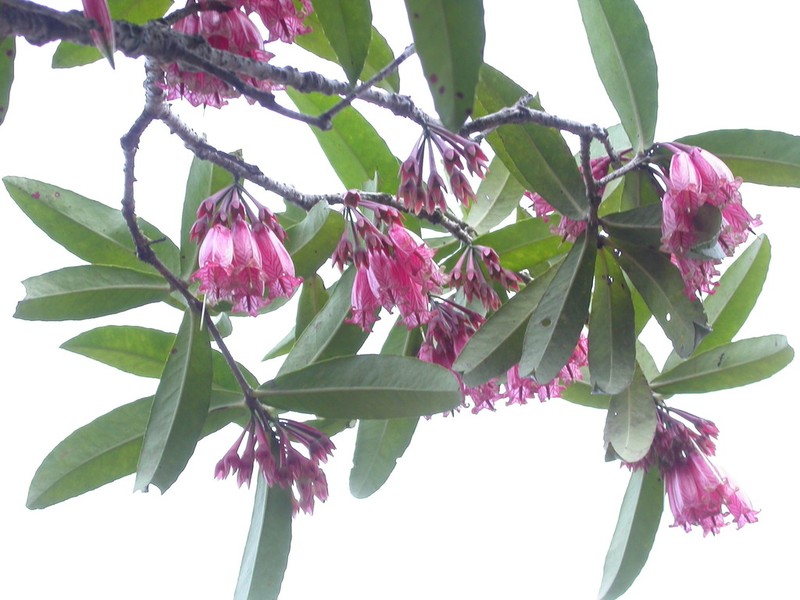 Agapetes megacarpa photo 2