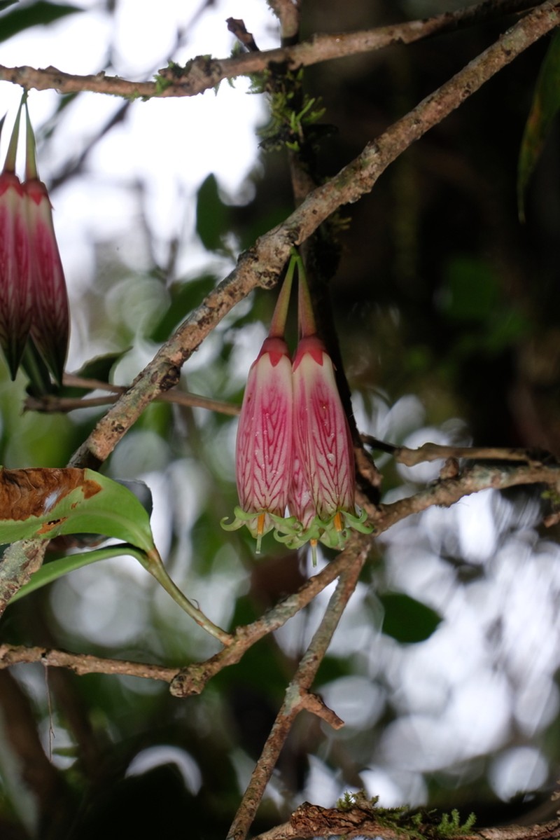 Agapetes megacarpa photo 3