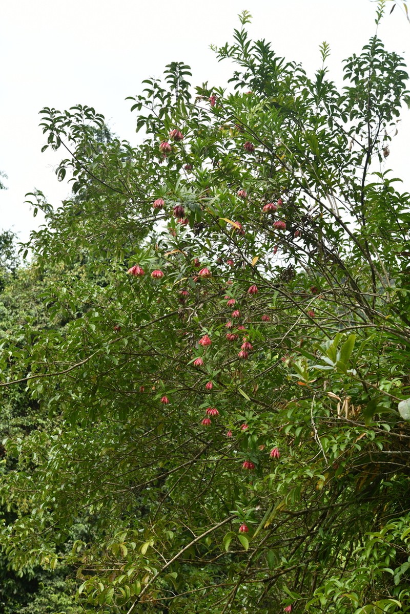 Agapetes megacarpa photo 4