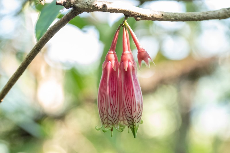 Agapetes megacarpa photo 5