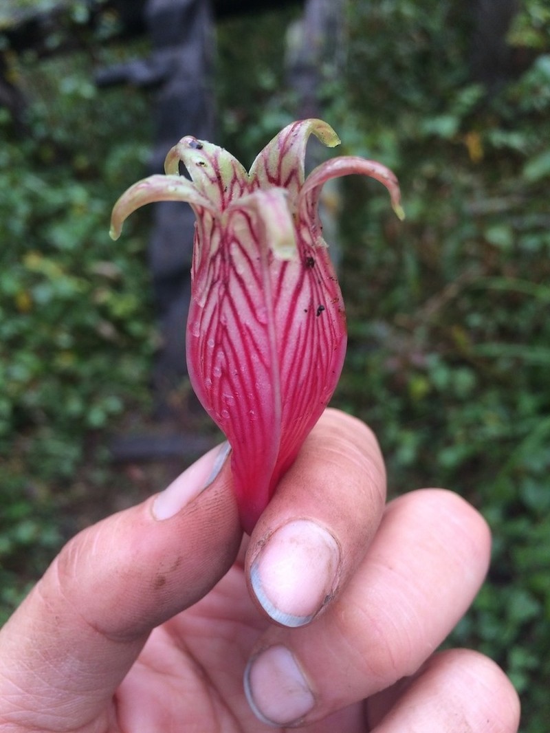Agapetes megacarpa photo 8