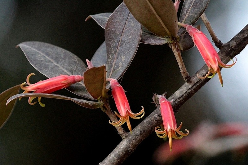 Agapetes moorei