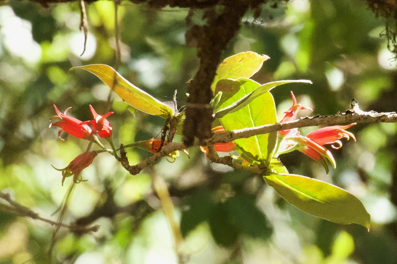 Agapetes moorei photo 2