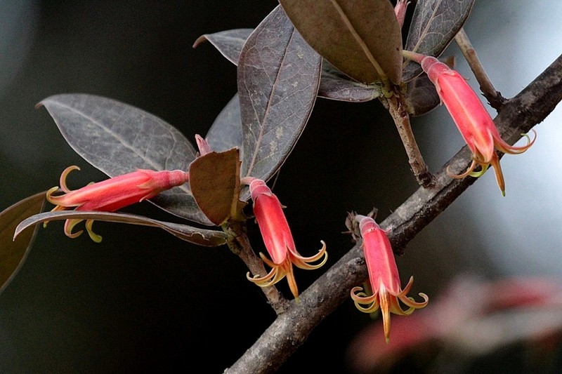 Agapetes moorei photo 3