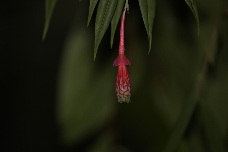 Agapetes neriifolia