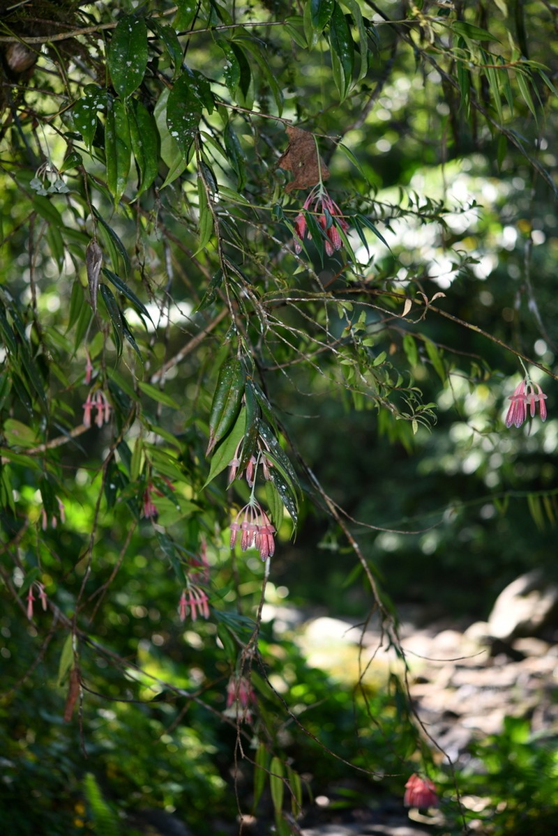 Agapetes neriifolia photo 2