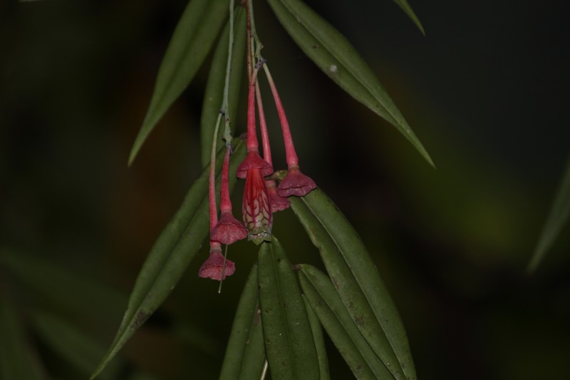 Agapetes neriifolia photo 3