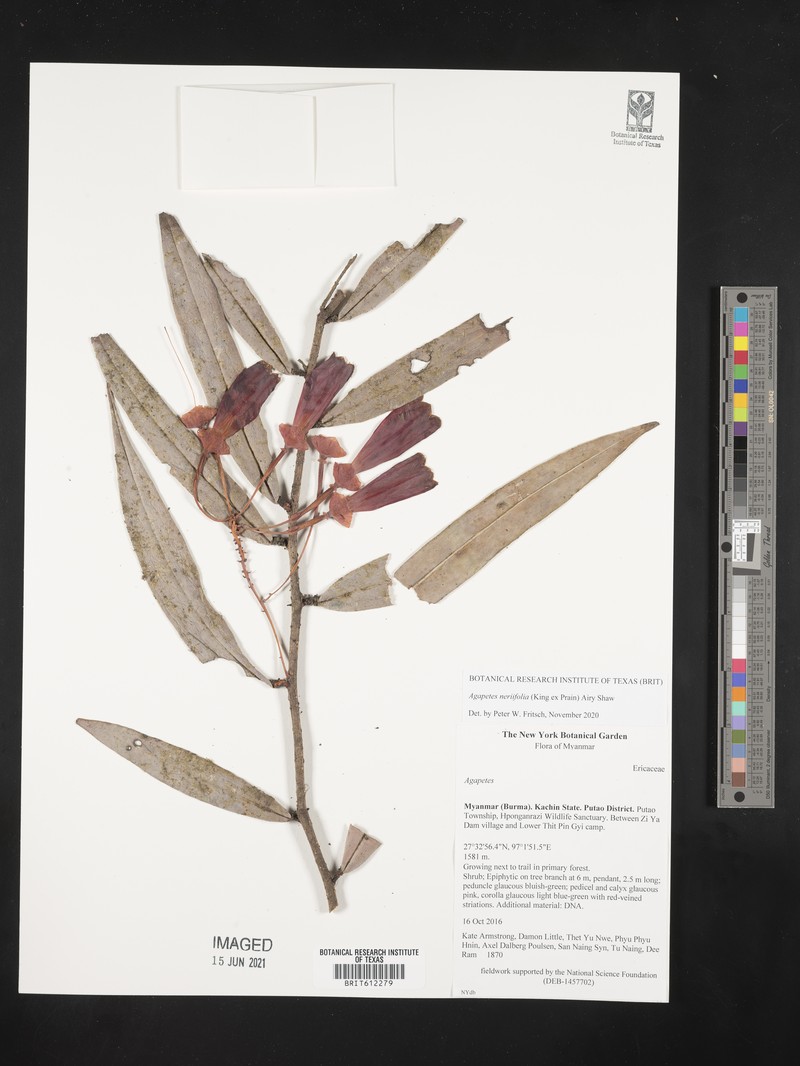 Agapetes neriifolia photo 4
