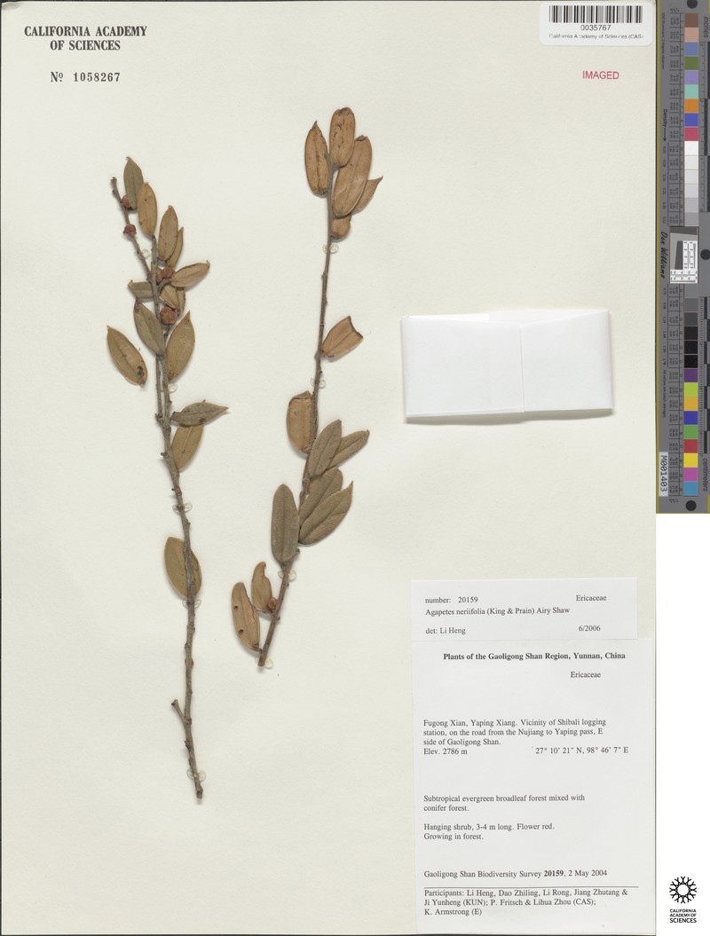 Agapetes neriifolia photo 6