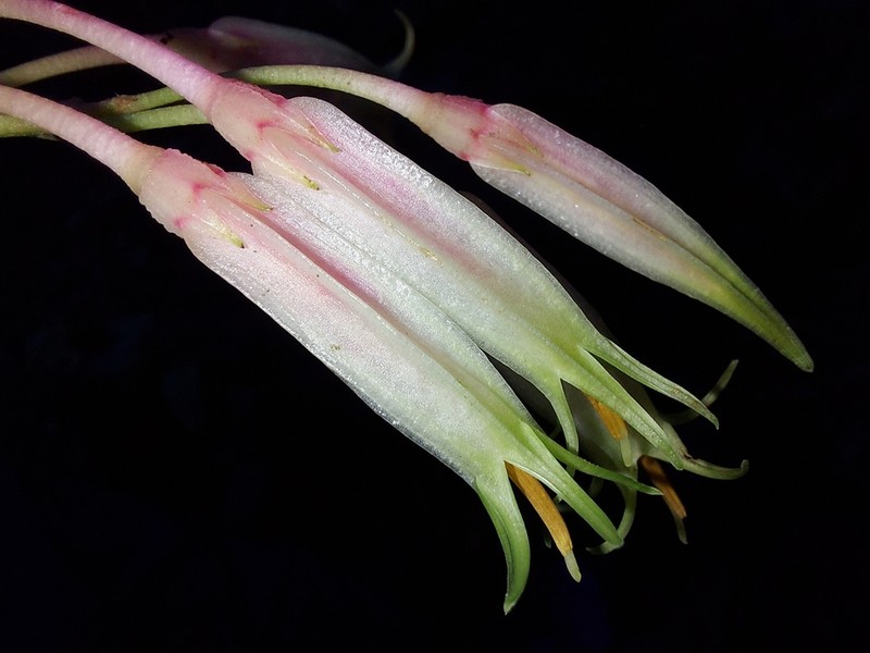 Agapetes nuttallii photo 2