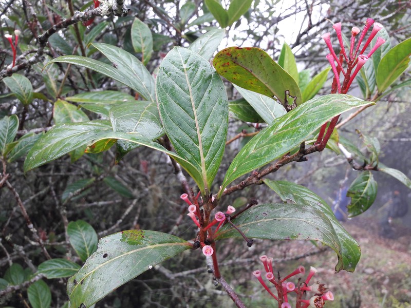 Agapetes nuttallii photo 5