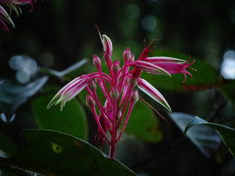 Agapetes nuttallii photo 6