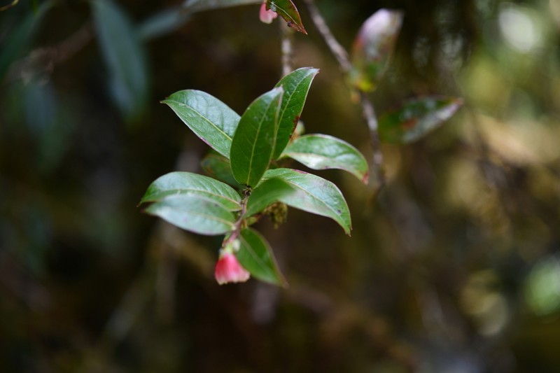 Agapetes oblonga