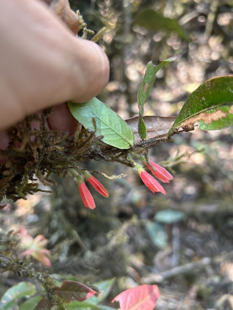 Agapetes oblonga photo 2