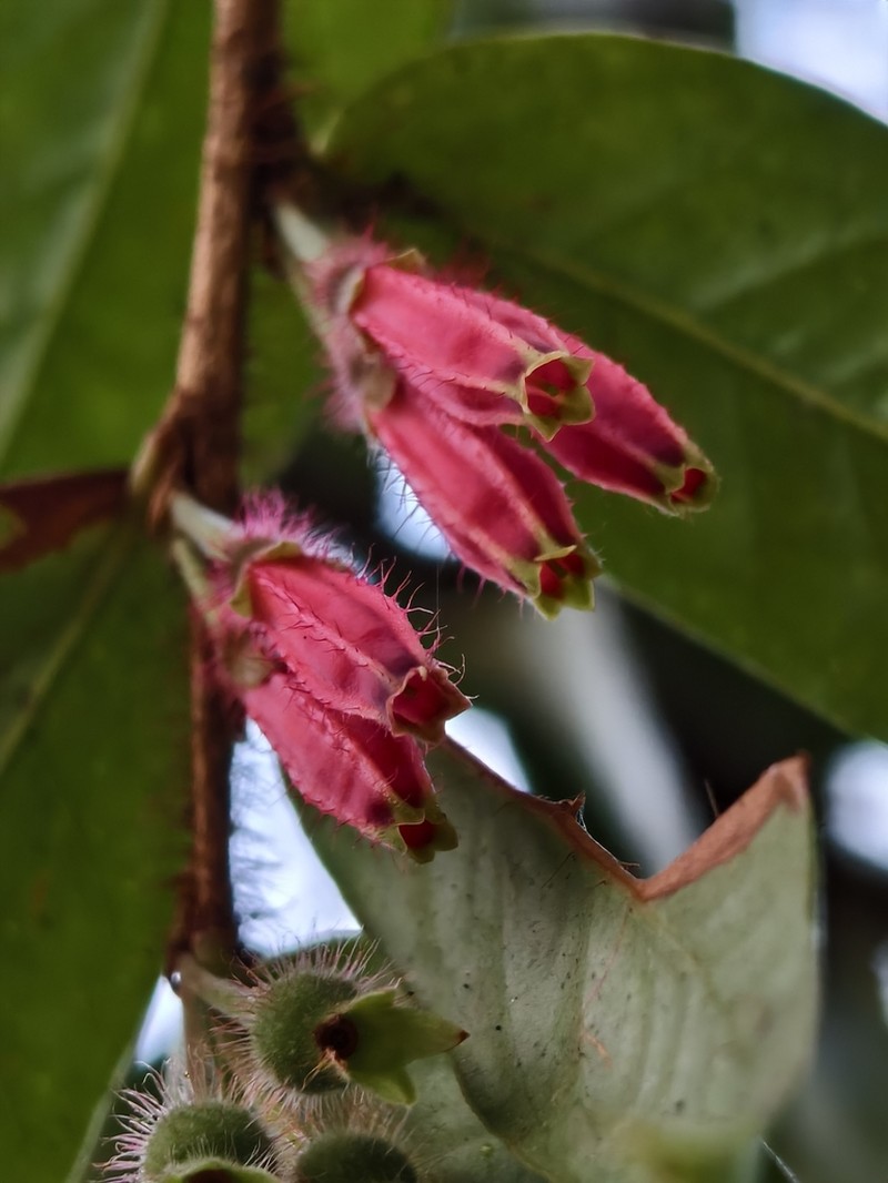 Agapetes oblonga photo 3