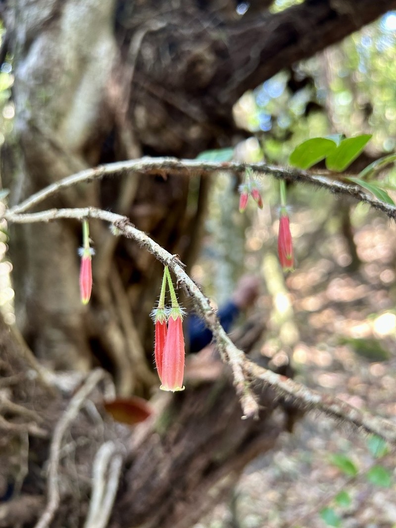 Agapetes oblonga photo 4