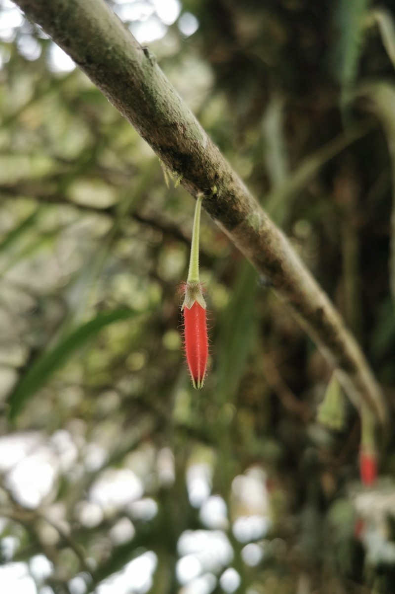 Agapetes oblonga photo 5