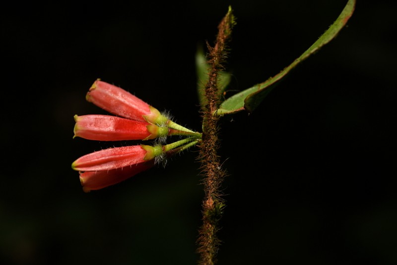 Agapetes oblonga photo 6