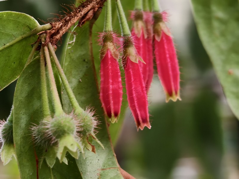 Agapetes oblonga photo 7