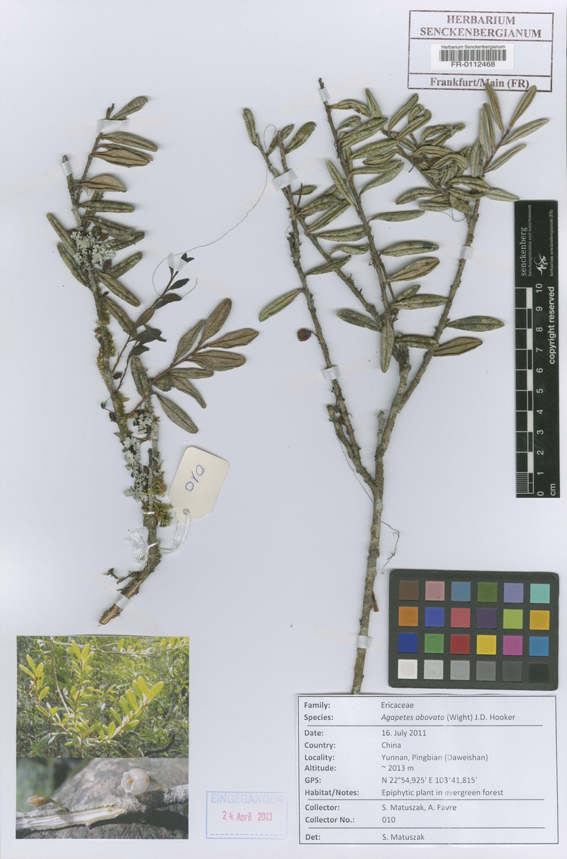 Agapetes obovata