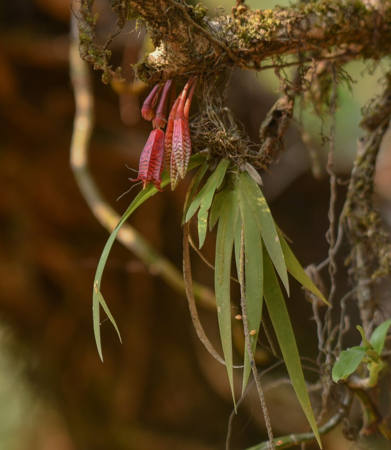 Agapetes odontocera