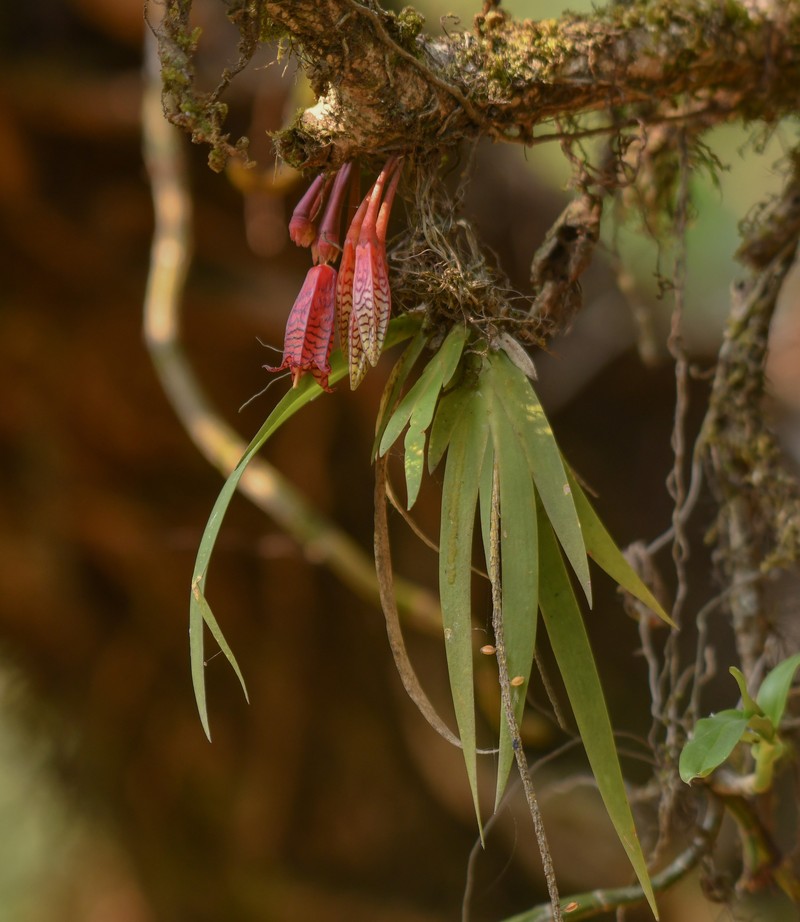 Agapetes odontocera photo 2
