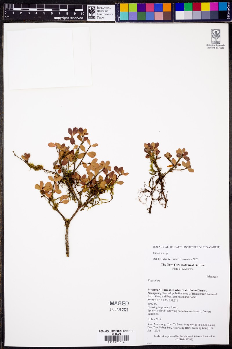 Agapetes oligodonta