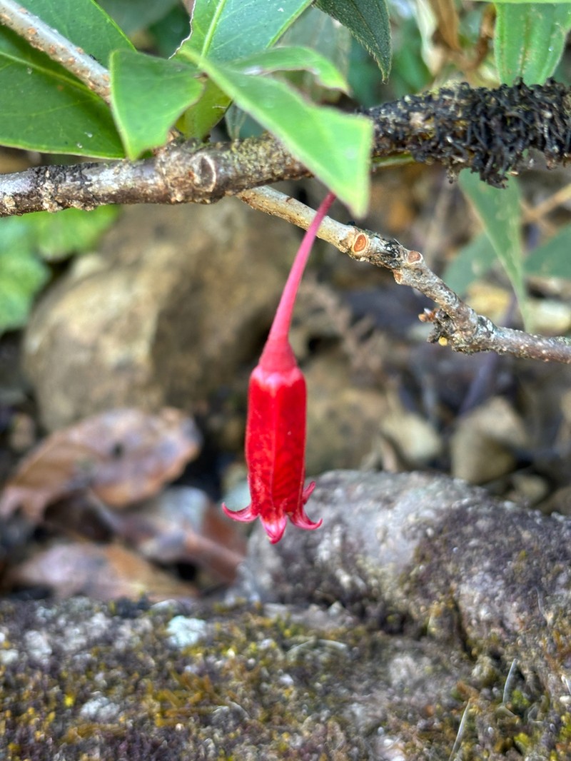 Agapetes parishii photo 2