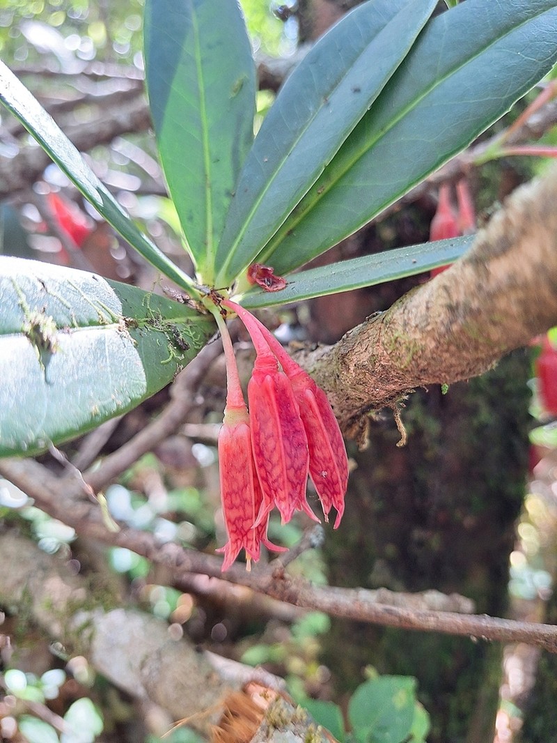 Agapetes parishii photo 4