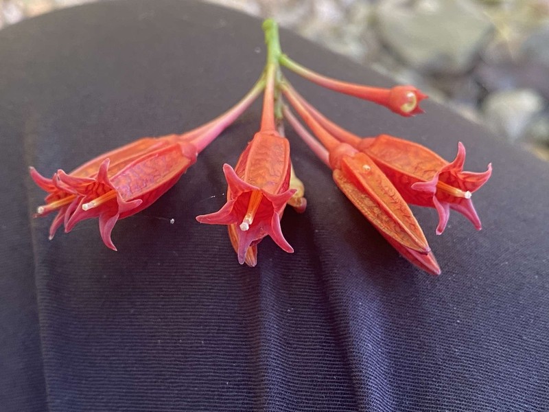 Agapetes parishii photo 5