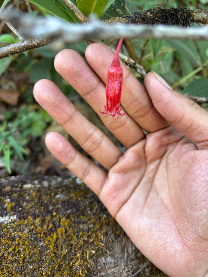 Agapetes parishii photo 6