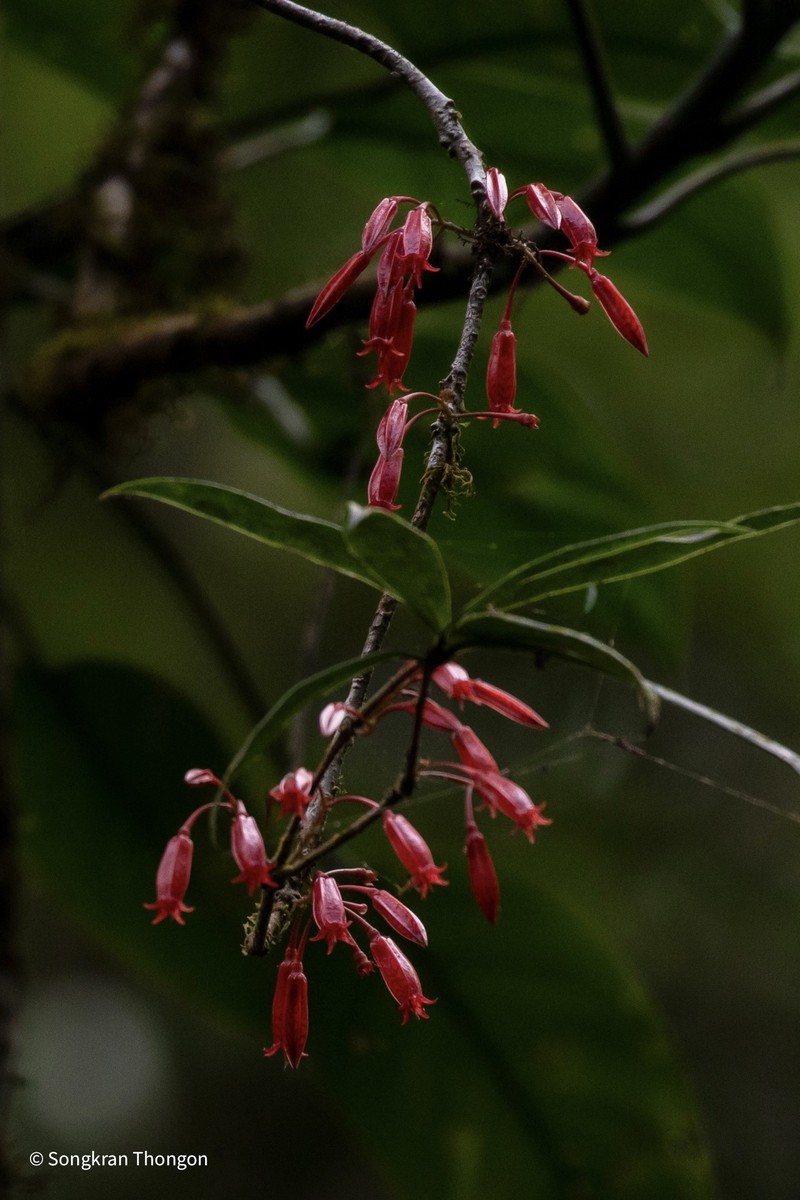 Agapetes parishii photo 7