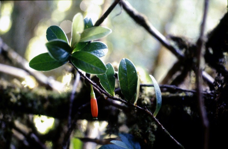 Agapetes parishii photo 8
