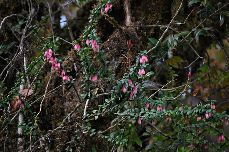 Agapetes praeclara
