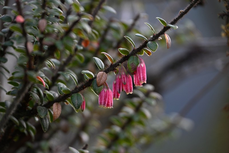 Agapetes praeclara photo 4