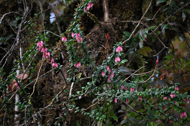 Agapetes praeclara photo 5