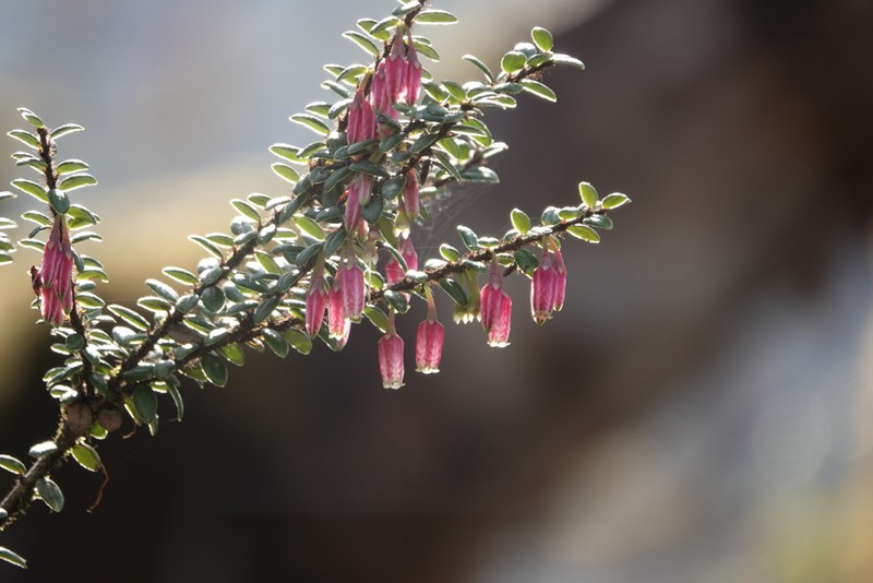 Agapetes praeclara photo 6
