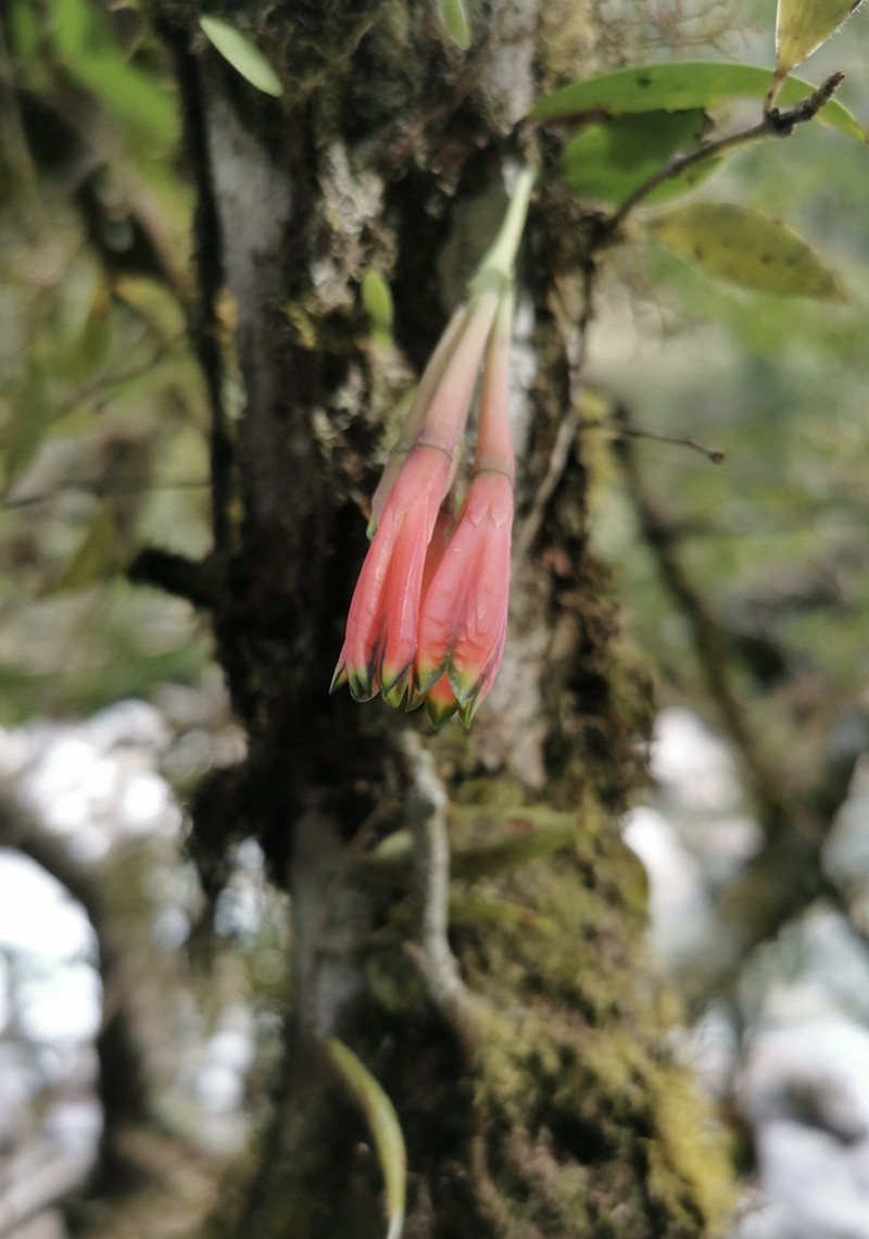 Agapetes pseudogriffithii