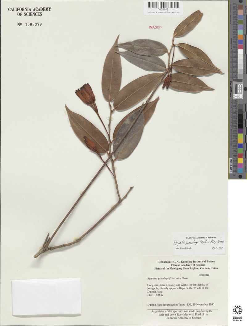 Agapetes pseudogriffithii photo 3