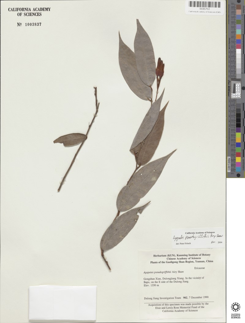 Agapetes pseudogriffithii photo 4