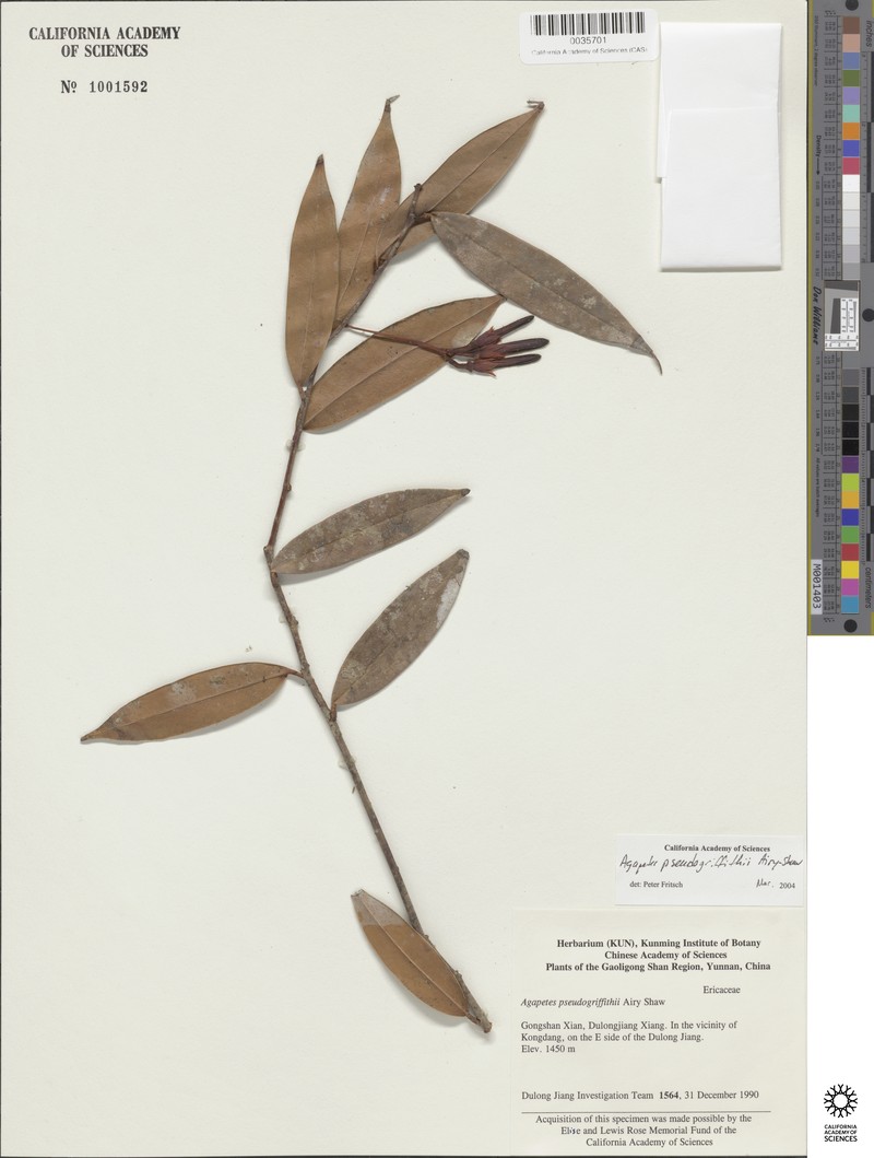Agapetes pseudogriffithii photo 5