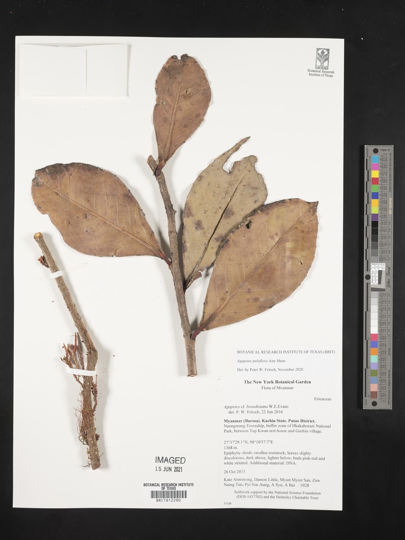 Agapetes pubiflora