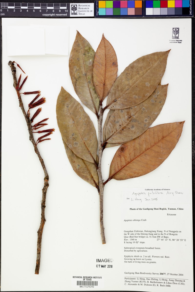 Agapetes pubiflora photo 2