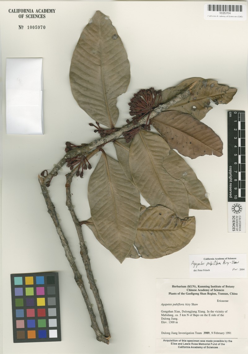 Agapetes pubiflora photo 4