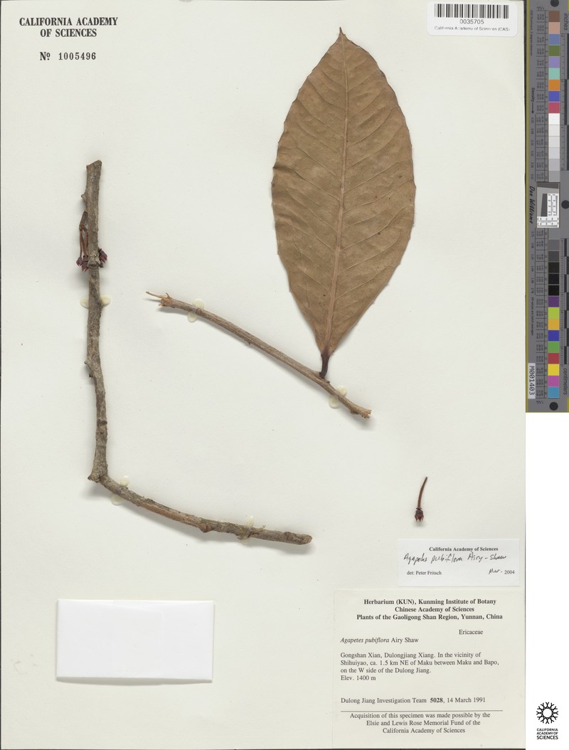 Agapetes pubiflora photo 5
