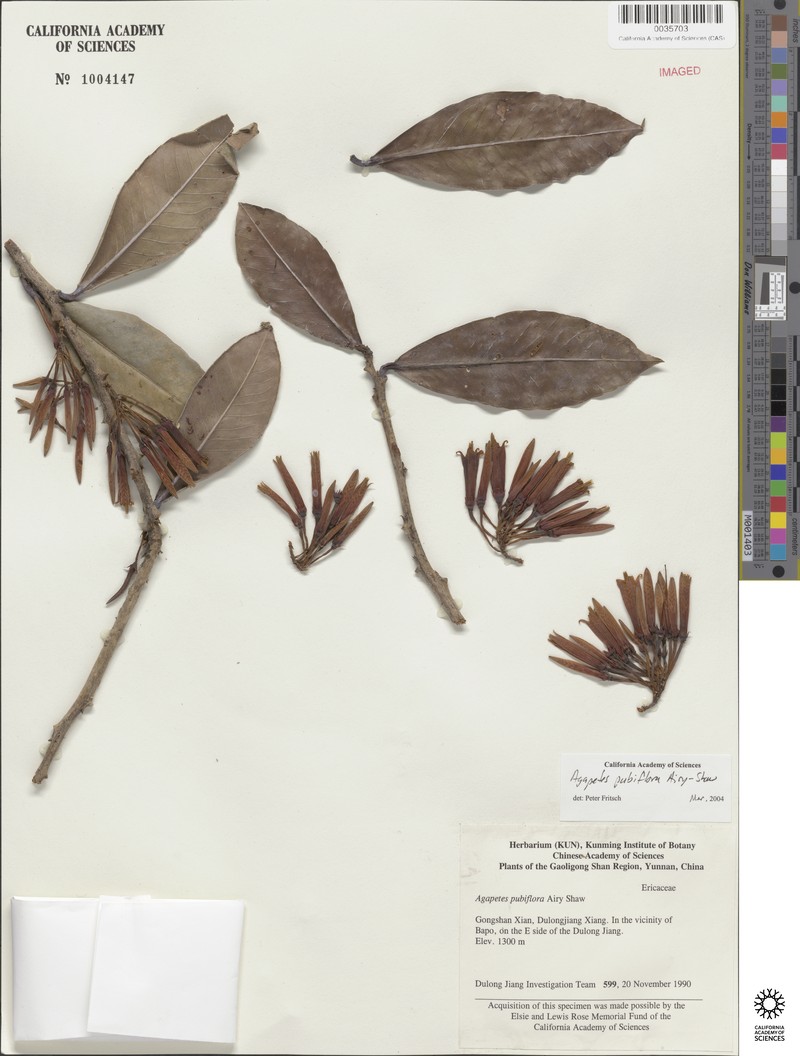 Agapetes pubiflora photo 6